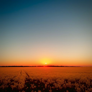 天天操天天日天天干
